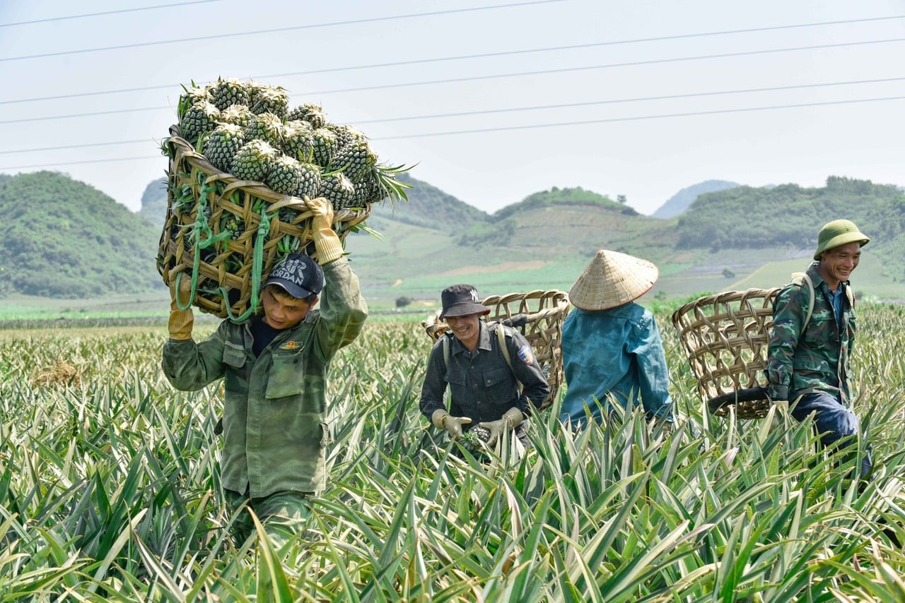 Dứa Sấy Thái Lát - Bromelain Tự Nhiên, Không Đường, Không Chất Bảo Quản