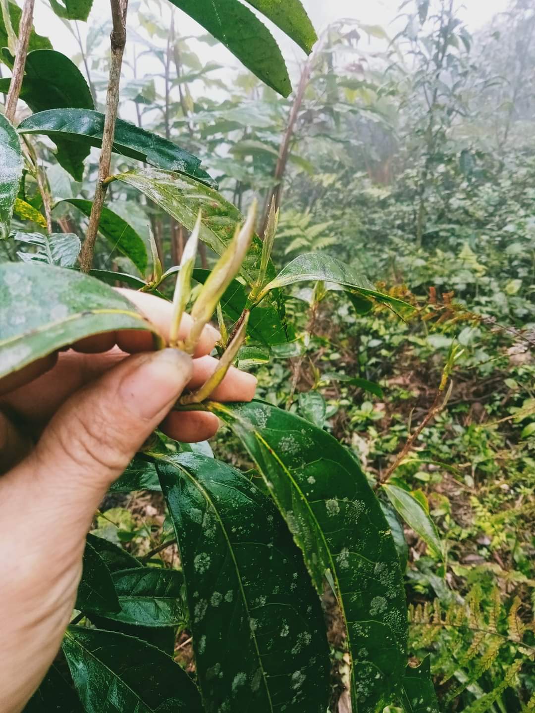 Bạch Trà Tiên Tây Côn Lĩnh - Trà Hoang Dã