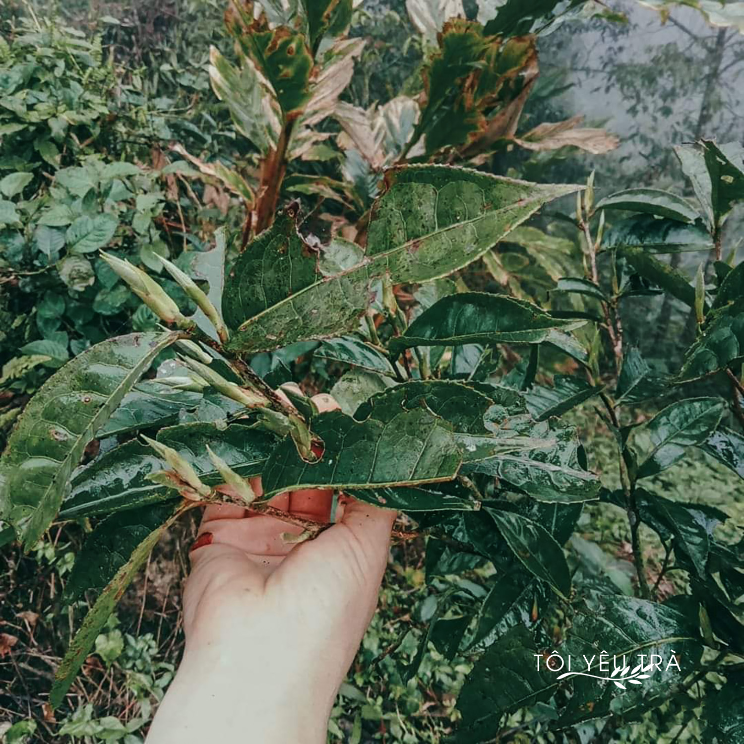 Bạch Trà Tiên Tây Côn Lĩnh - Trà Hoang Dã