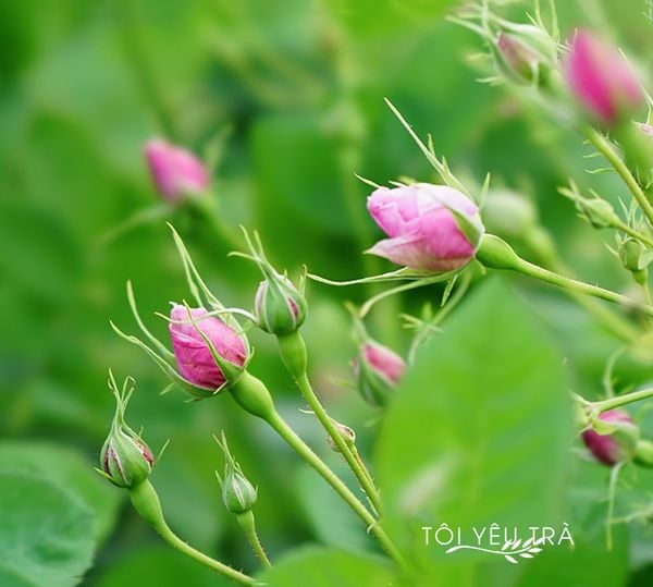trà hoa hồng