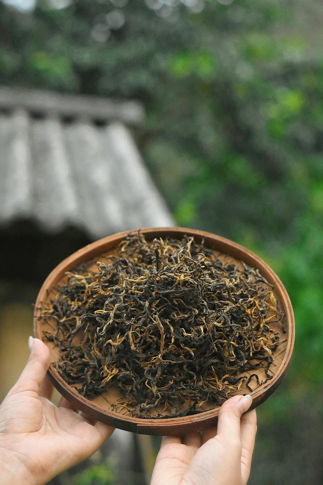 Hồng trà Shan tuyết cổ thụ Tây Côn Lĩnh