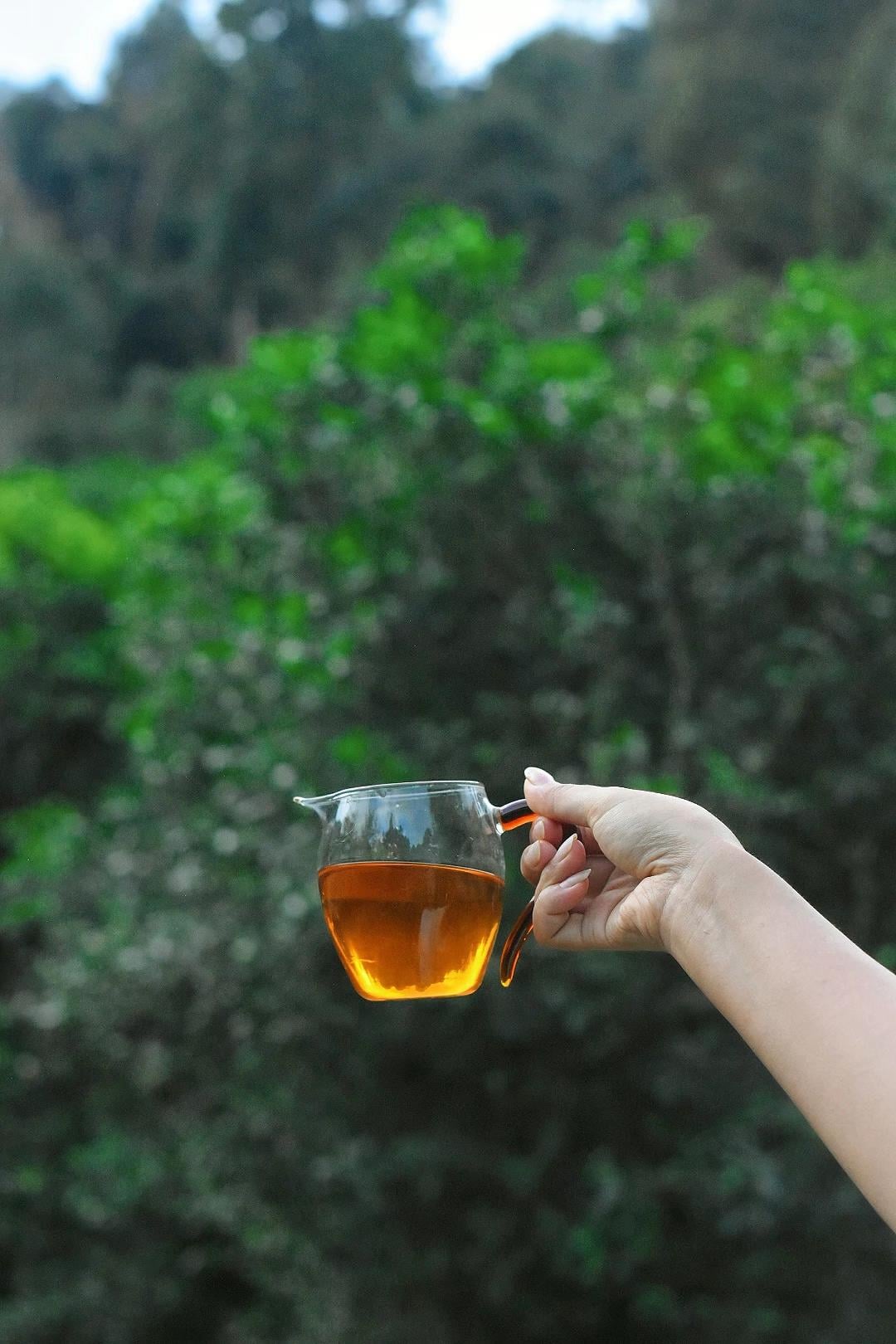 Hồng trà Shan tuyết cổ thụ Tây Côn Lĩnh