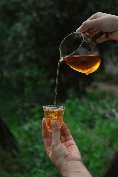 cách pha Hồng trà shan tuyết