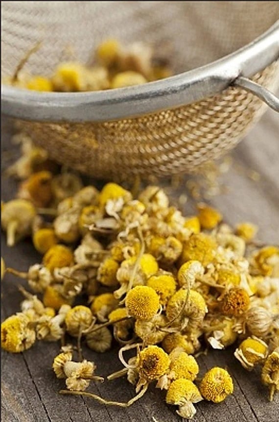[500 Gram] Trà Hoa Cúc La Mã Chamomile Túi 500 Gram - An Thần, Đẹp Da, Giảm Stress