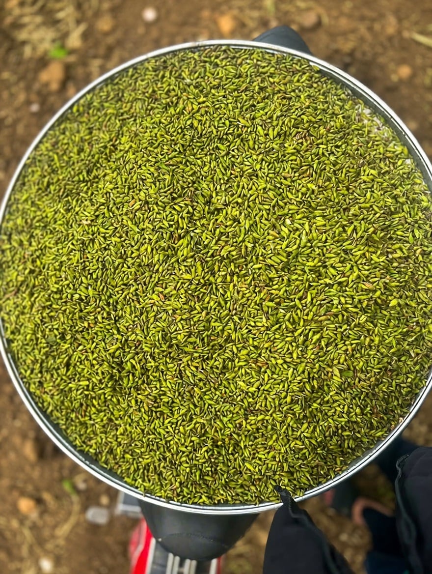 Trà Móng Rồng Núi Tây Côn Lĩnh