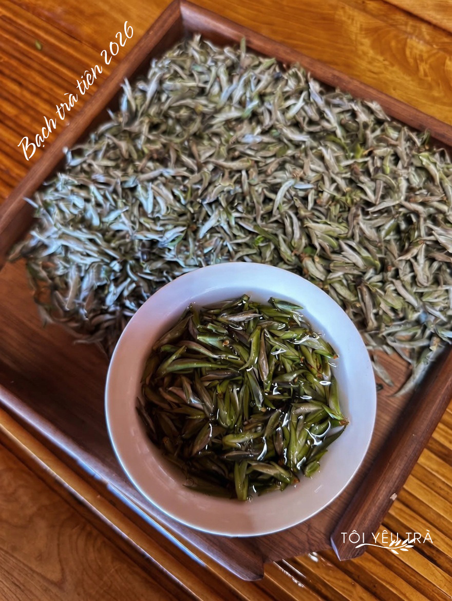 Bạch Trà Tiên Tây Côn Lĩnh - Trà Hoang Dã