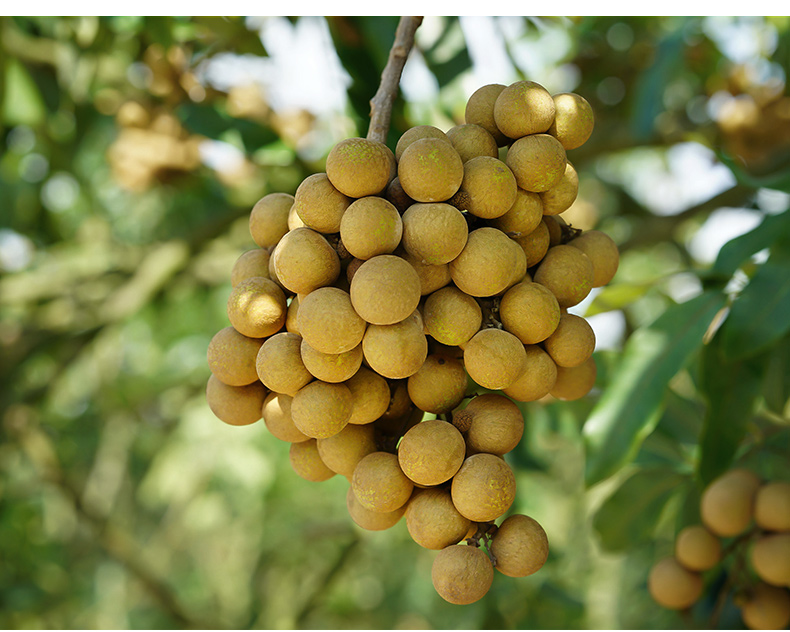 Long Nhãn Hưng Yên Loại 1 - Bổ Huyết, An Thần, Tăng Cường Trí Nhớ