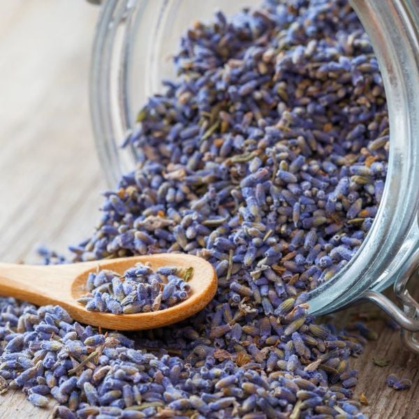 Trà Hoa Oải Hương Lavender - Thư Giãn Sâu, Giảm Stress, Ngủ Ngon