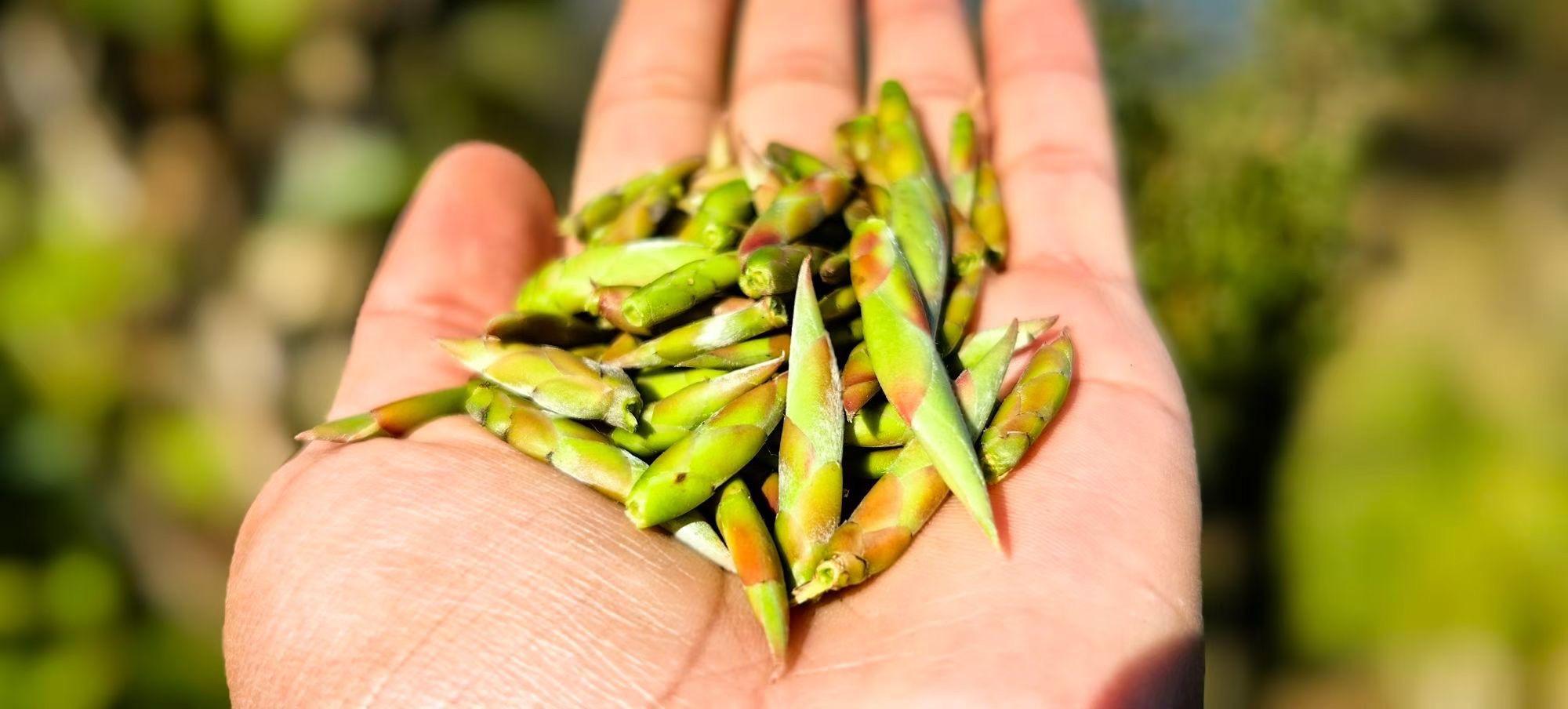 Trà Móng Rồng Núi Tây Côn Lĩnh