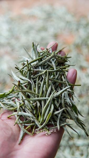 Trà Trắng Shan Tuyết Thượng Phẩm 1 Tôm - Bạch trà Shan tuyết Cổ Thụ Tây Côn Lĩnh