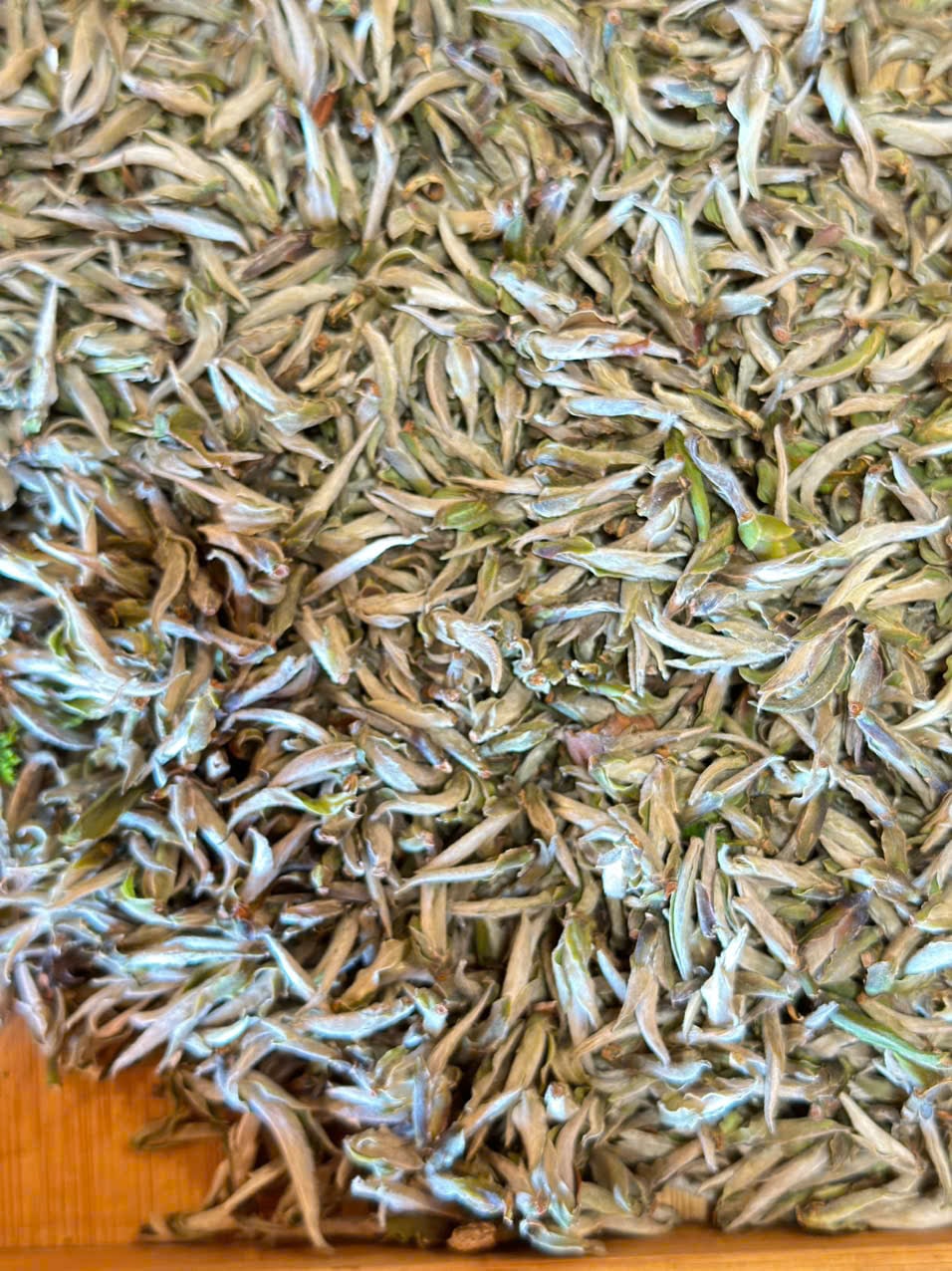 Bạch Trà Tiên Tây Côn Lĩnh - Trà Hoang Dã