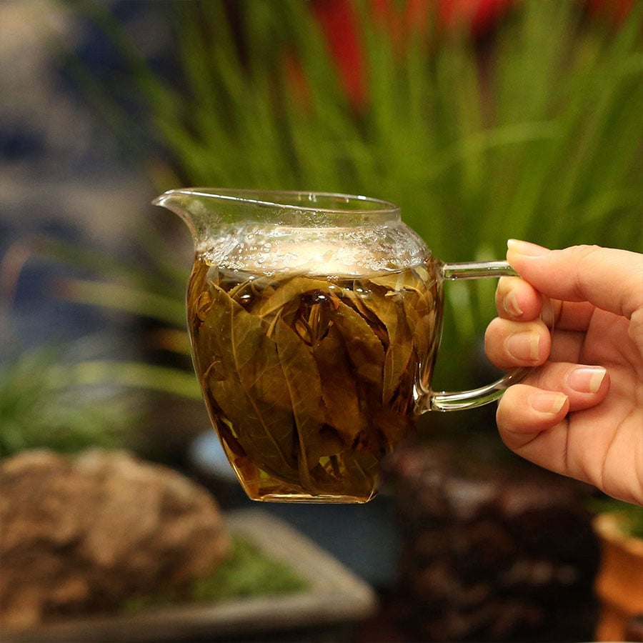 Trà Chít Shan Tuyết Cổ Thụ Hà Giang Dòng Trà Đặc Sản Của Người Dao