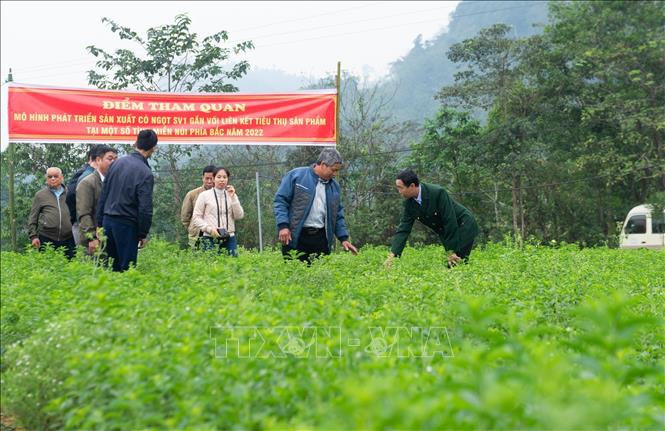 Trà Cỏ Ngọt Nguyên Lá Sấy Lạnh - Ngọt Tự Nhiên, Không Calo, Hỗ Trợ Giảm Cân