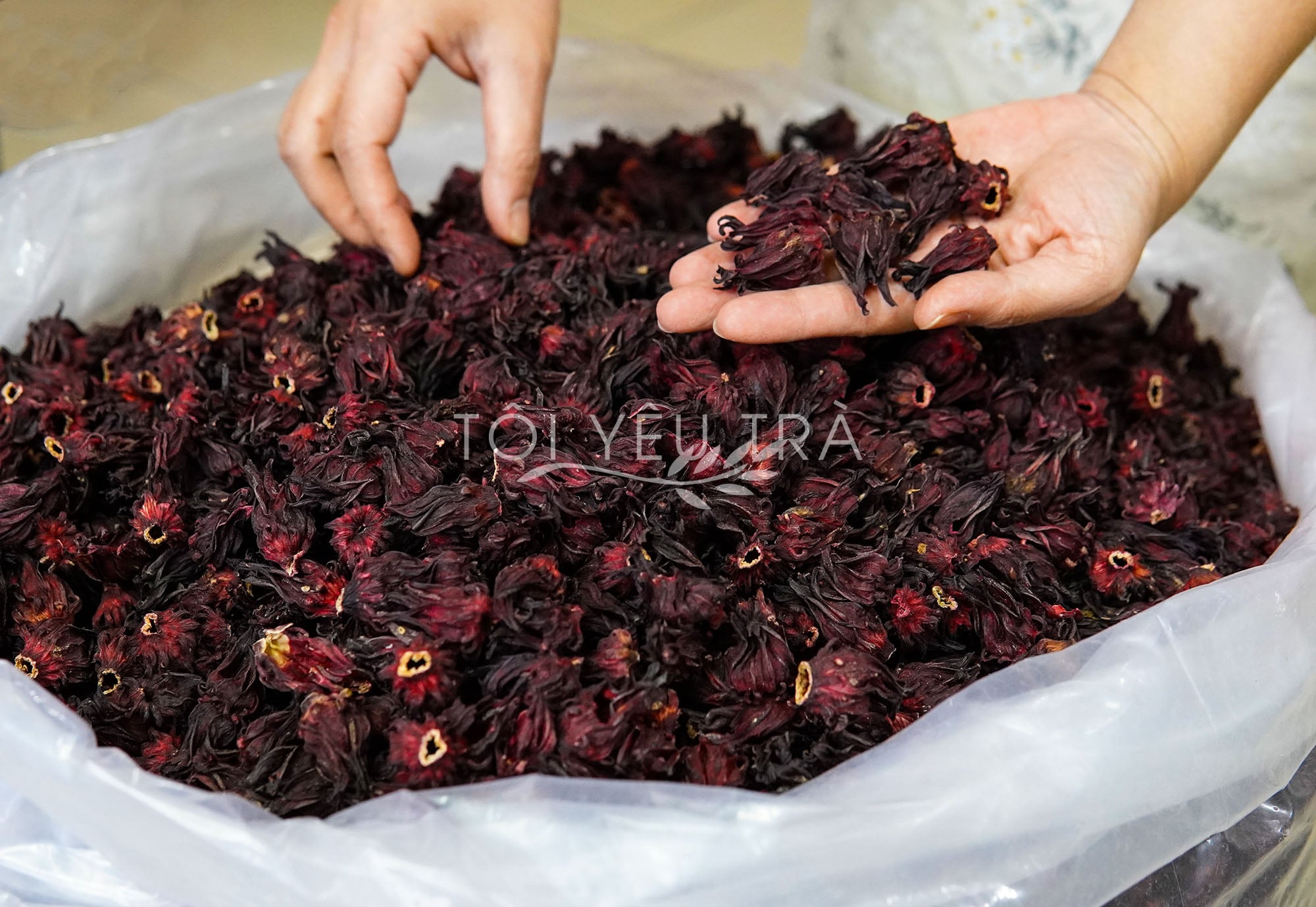 Trà Atiso Đỏ (Hibiscus Roselle) Nguyên Bông Sấy Khô Cao Cấp, Giảm Cholesterol, Detox