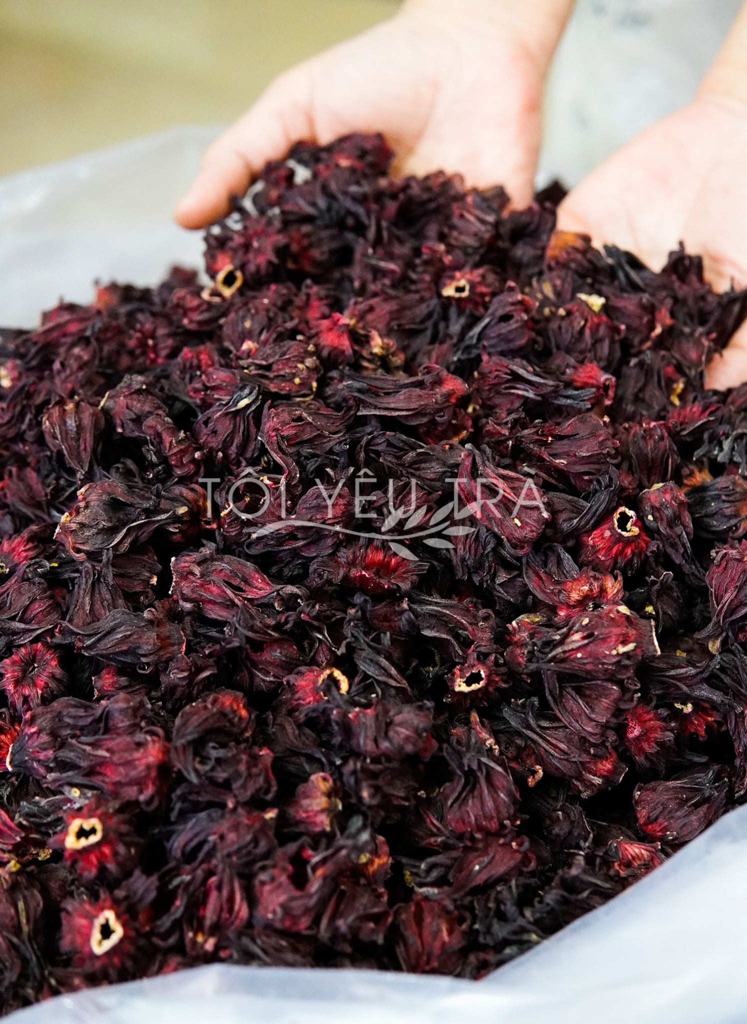 [500 Gram] Trà Atiso Đỏ (Hibiscus Roselle) Nguyên Bông Sấy Khô Cao Cấp