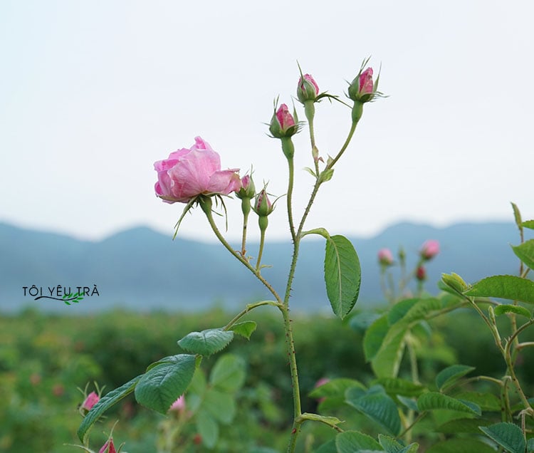 Trà Hoa Hồng Giống Hồng Pháp Chuyên Pha Trà - Làm Đẹp Da, Thư Giãn, Hương Thơm