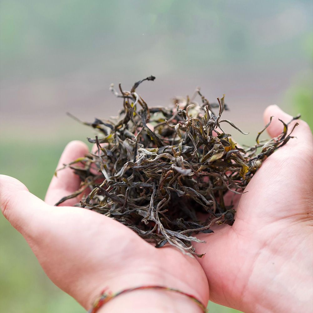 Trà phổ nhĩ Việt Tây Côn Lĩnh (Trà rời)