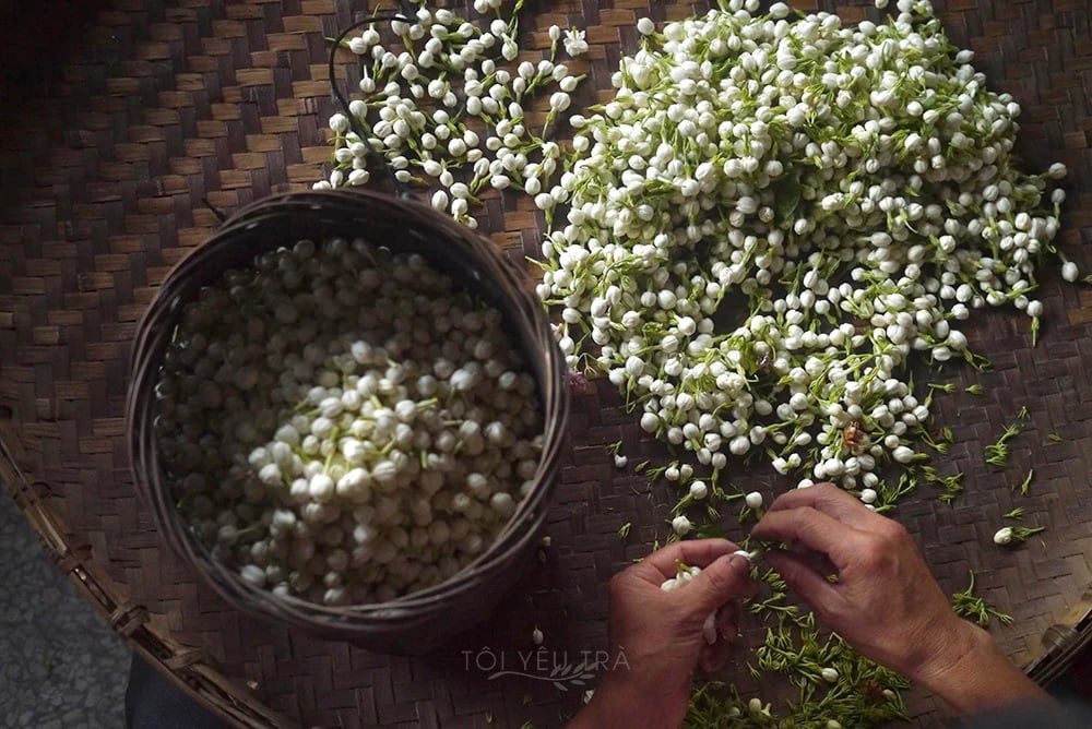 Trà Xanh Shan Tuyết Ướp Hoa Nhài "Trà Xuân, Hoa Hạ" Tây Côn Lĩnh