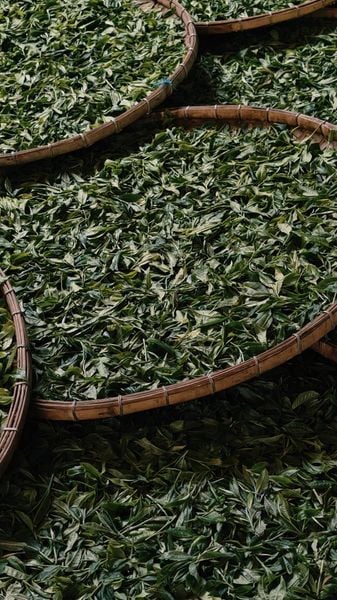 Trà Phổ Nhĩ Việt Tây Côn Lĩnh 2024 — Mao Trà Rời, Lên Men Tự Nhiên