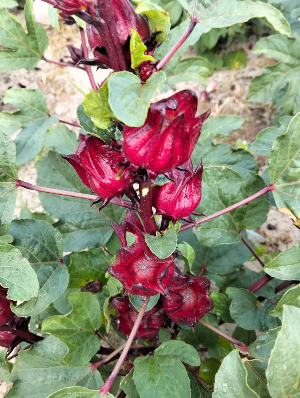 [500 Gram] Trà Atiso Đỏ (Hibiscus Roselle) Nguyên Bông Sấy Khô Cao Cấp