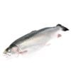 Cá hồi nguyên con Atlantic Chile size 5-6kg