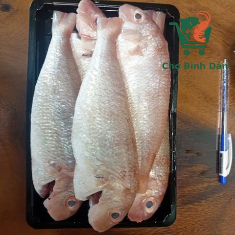 Cá Đổng hường 5-6 con/kg làm sạch