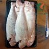 Cá Đổng hường 5-6 con/kg làm sạch