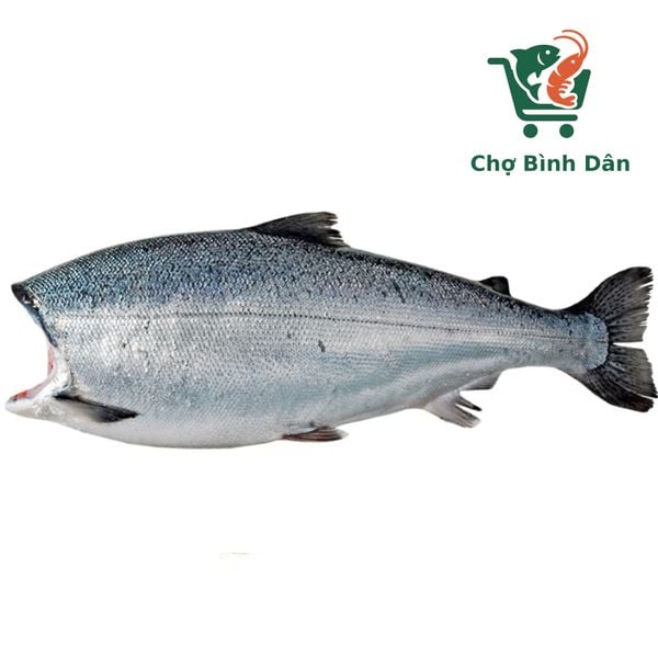 Cá Hồi COHO cấp đông 3.5-4.5kg/con
