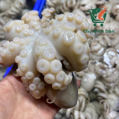 Bạch tuộc đánh xoăn tươi 3-4 con/kg