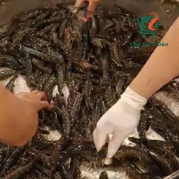 Tôm thẻ sống size 30 – 35 con/kg đóng hộp