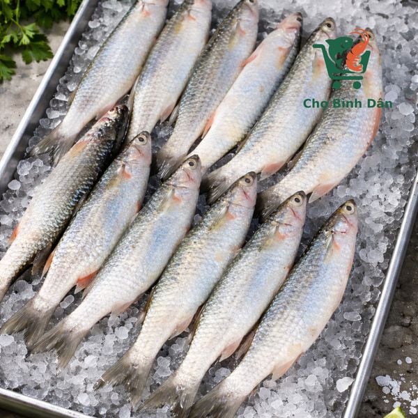 Cá Đối vuông thiên nhiên 9-10 con/kg làm sạch
