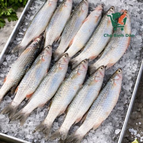 Cá Đối vuông thiên nhiên 9-10 con/kg làm sạch