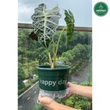  Chậu tự tưới Happy Day, VIETPOT, size 19x15cm, thông minh, trang trí nhà cửa, ban công, sân vườn. 