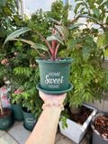  Chậu nhựa trồng cây VIETPOT, màu xanh, hoa văn Sweet Home, trồng hoa kiểng lá, để nhà, sân vườn. 