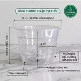  Chậu tự tưới trong suốt VIETPOT, size 19x15cm, thông minh, trang trí nhà cửa, ban công, sân vườn. 