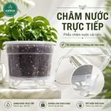  Chậu tự tưới trong suốt VIETPOT, size 19x15cm, thông minh, trang trí nhà cửa, ban công, sân vườn. 