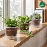  Chậu tự tưới trong suốt VIETPOT, size 19x15cm, thông minh, trang trí nhà cửa, ban công, sân vườn. 
