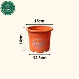  Chậu nhựa trồng cây VIETPOT, size 16x14cm, Sweet Home, hoa hồng, kiểng lá, để bàn, sân vườn. 
