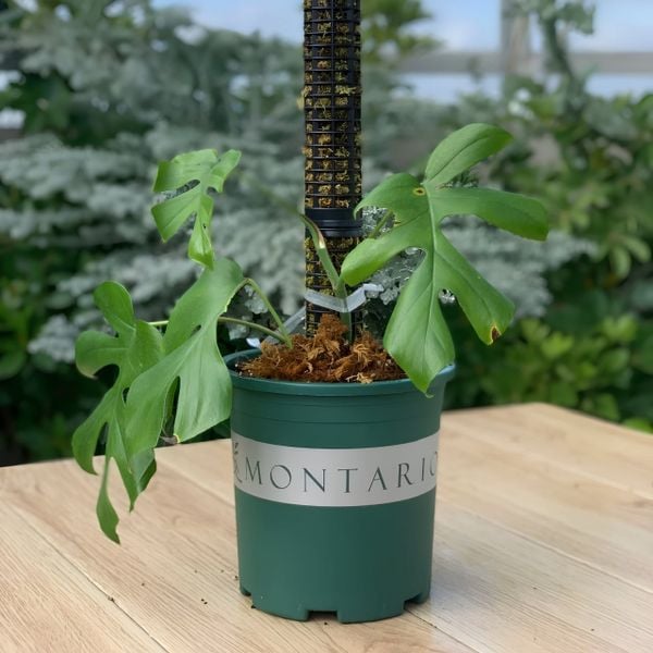  Chậu nhựa trồng cây VIETPOT, màu xanh MONTARIO, để ban công, sân vườn, trồng các loại cây hoa. 