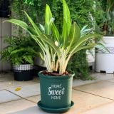 Chậu nhựa trồng cây VIETPOT, màu xanh, hoa văn Sweet Home, trồng hoa kiểng lá, để nhà, sân vườn. 