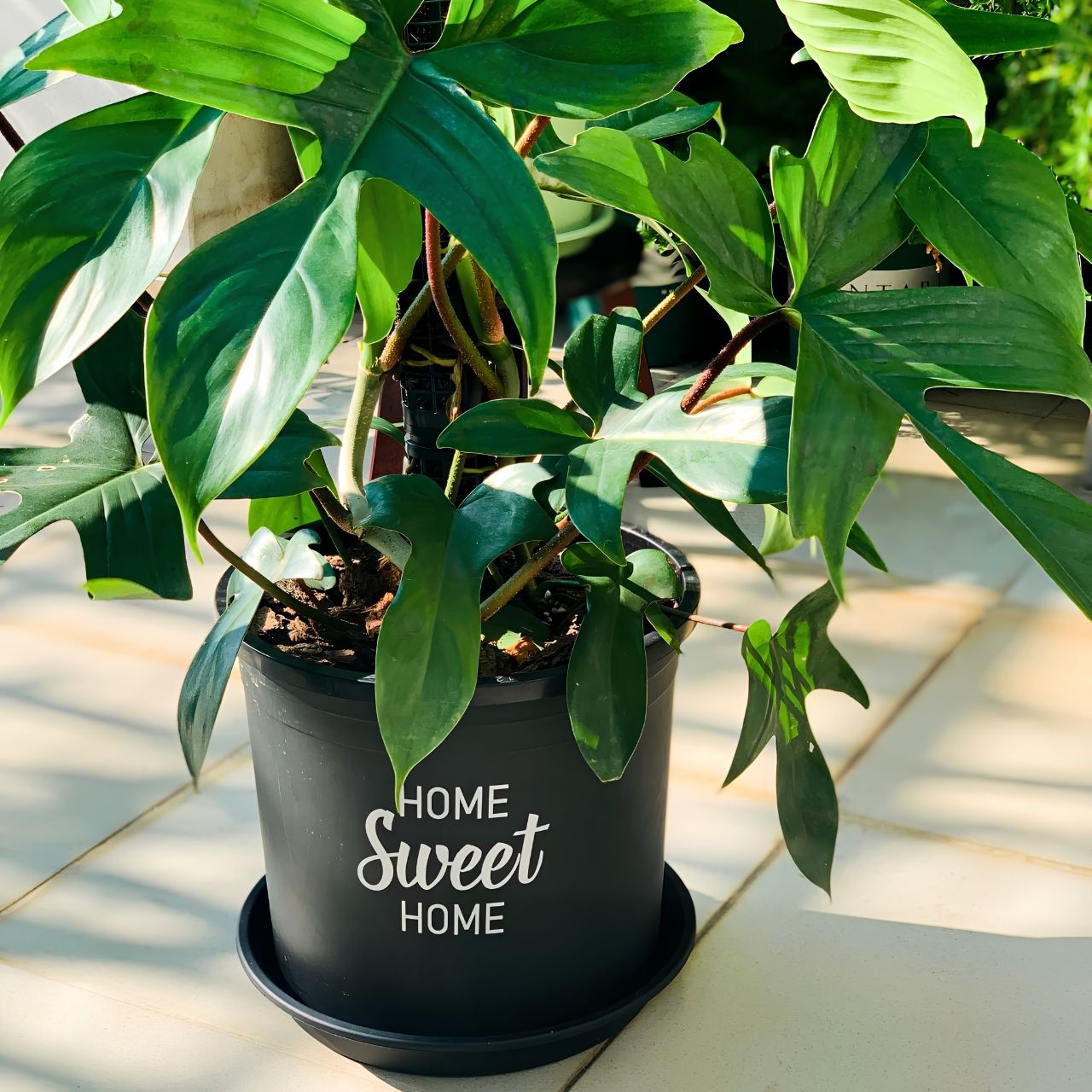  Chậu nhựa trồng cây VIETPOT, màu đen, hoa văn Sweet Home, trồng hoa kiểng lá, để nhà, sân vườn. 