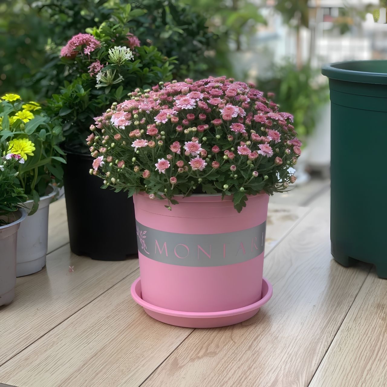  Chậu nhựa trồng cây VIETPOT, màu hồng MONTARIO, trồng hoa kiểng, hoa hồng, ban công, sân vườn 