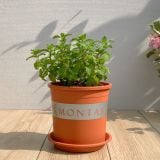  Chậu nhựa trồng cây VIETPOT, màu cam đất MONTARIO, trồng hoa kiểng, hoa hồng, ban công, vườn 