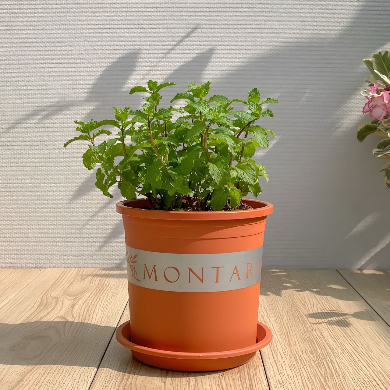  Chậu nhựa trồng cây VIETPOT, màu cam đất MONTARIO, trồng hoa kiểng, hoa hồng, ban công, vườn 