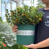  Chậu nhựa trồng cây VIETPOT, màu xanh MONTARIO, để ban công, sân vườn, trồng các loại cây hoa. 