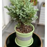  Chậu Nhựa Trồng Cây VIETPOT, xanh Mint MONTARIO, kiểng lá, hoa hồng, để bàn,ban công,sân vườn 