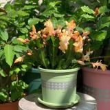  Chậu nhựa trồng cây VIETPOT, xanh Mint hoa văn tim, kiểng lá, hoa hồng, để bàn,ban công sân vườn. 
