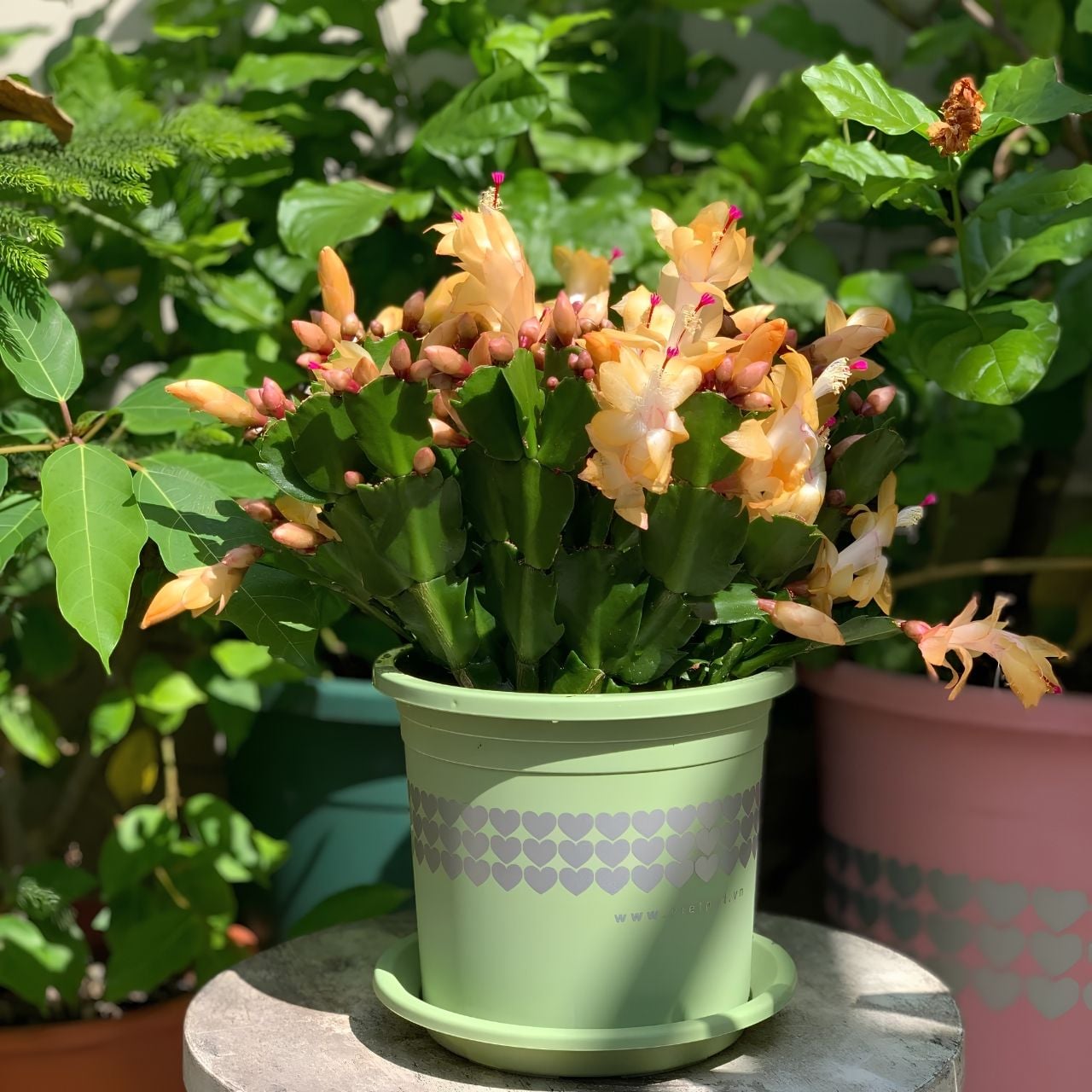 Chậu nhựa trồng cây VIETPOT, xanh Mint hoa văn tim, kiểng lá, hoa hồng, để bàn,ban công sân vườn. 