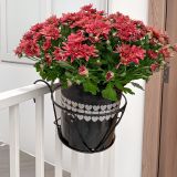  Chậu nhựa trồng cây VIETPOT, màu Đen Tim, trồng hoa kiểng, trang trí ban công, sân vườn, sân thượng 