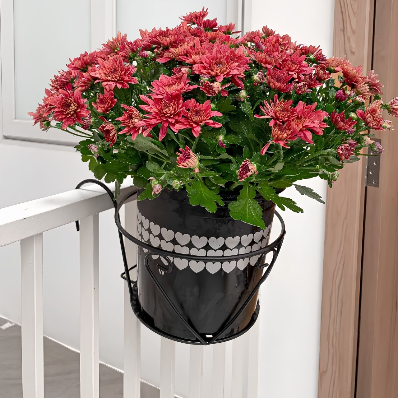  Chậu nhựa trồng cây VIETPOT, màu Đen Tim, trồng hoa kiểng, trang trí ban công, sân vườn, sân thượng 